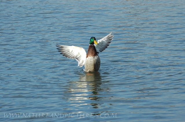 mallard, mallards, mallard duc-2.JPG - MALLARD - EMSWORTH - 2006